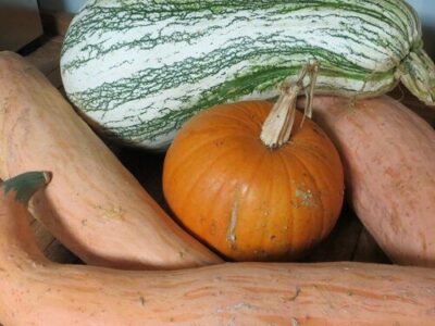 Storing the Harvest Image